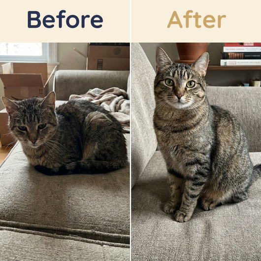 Pawsly Advanced Cat Probiotic (60 ml)