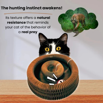 KittySpin™ | 2-in-1 Scratcher & Ball Track